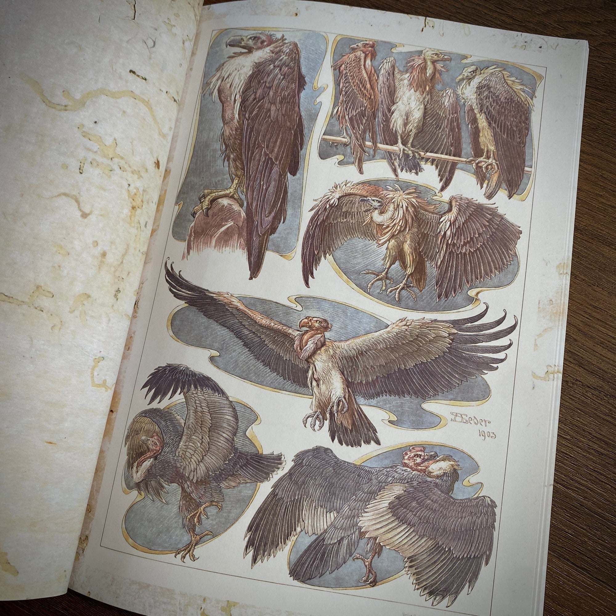 Tattoo Flash Collective Books Fantastical Beast & Plants (Scratch & Dent)