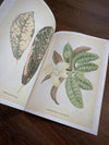 Tattoo Flash Collective Books Les Plantes