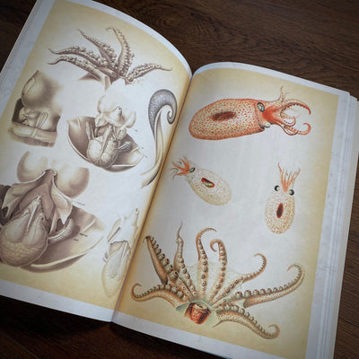 Tattoo Flash Collective Books Octopus & Squid
