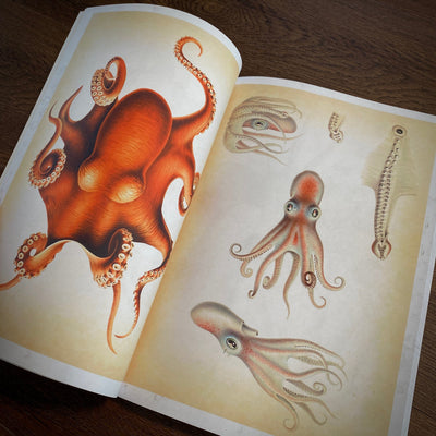 Tattoo Flash Collective Books Octopus & Squid