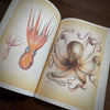 Tattoo Flash Collective Books Octopus & Squid