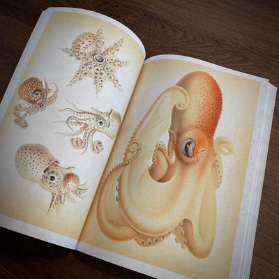 Tattoo Flash Collective digital books Octopus & Squid ebook