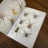 Tattoo Flash Collective digital books Spiders and Scorpions ebook