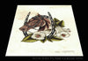 Marco Sergiampietri Print #2- 12''x18'' - tattooflashcollective