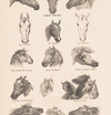 Horses - tattooflashcollective