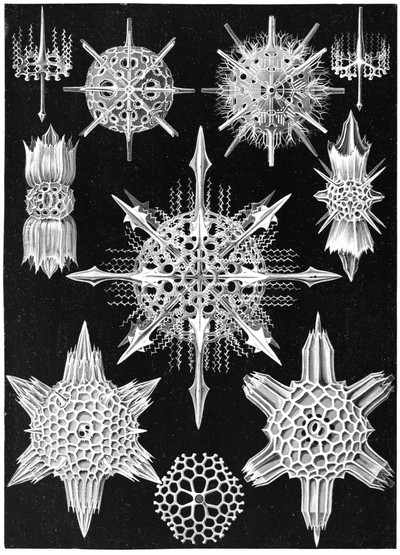 Tattoo Flash Collective Books Kunstformen Der Natur By Ernst Haeckel