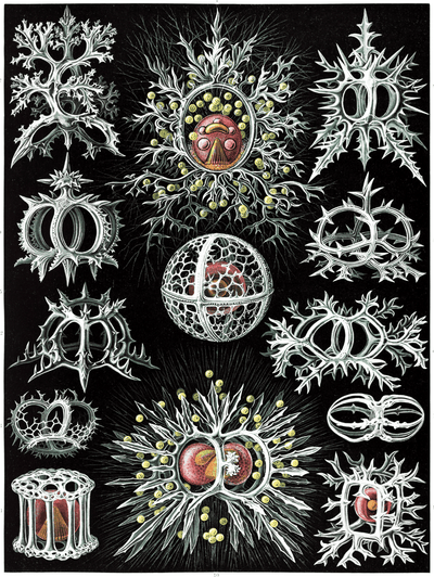Tattoo Flash Collective Books Kunstformen Der Natur By Ernst Haeckel