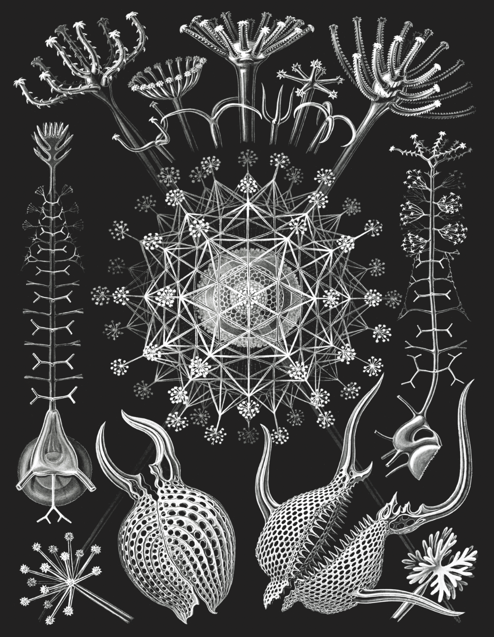 Tattoo Flash Collective Books Kunstformen Der Natur By Ernst Haeckel