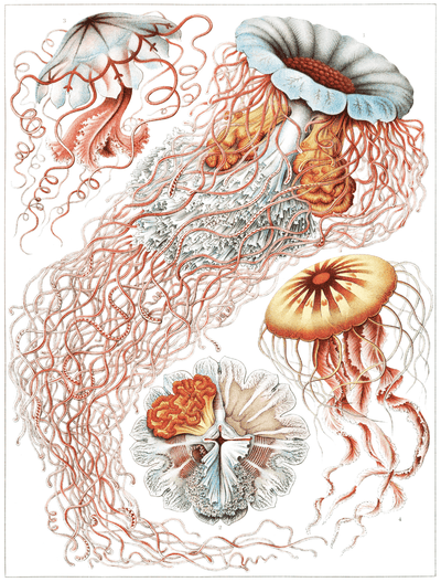 Tattoo Flash Collective Books Kunstformen Der Natur By Ernst Haeckel