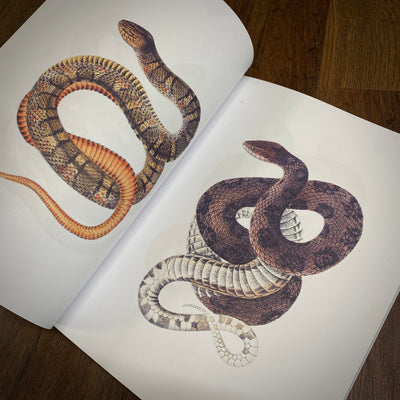 Tattoo Flash Collective Books Snakes