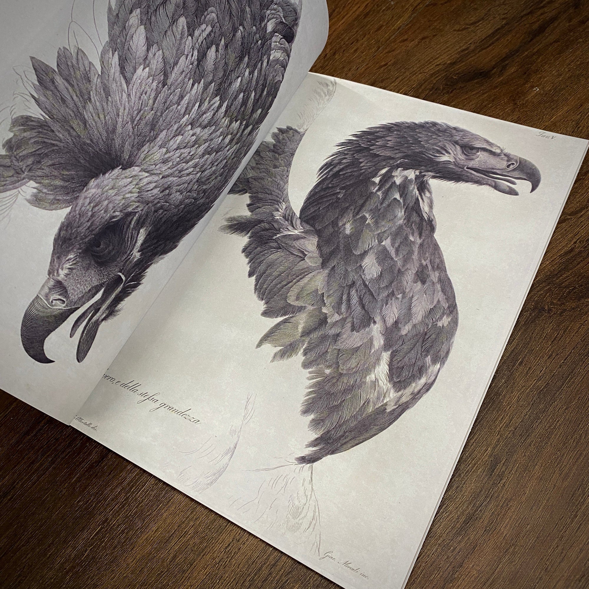 Tattoo Flash Collective Books American Traditional