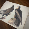 Tattoo Flash Collective Books Eagle and Hawk