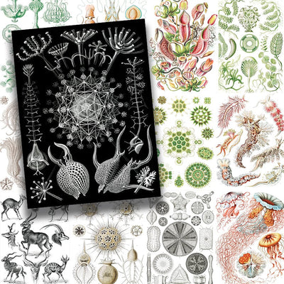 Tattoo Flash Collective Books Kunstformen Der Natur By Ernst Haeckel