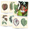 Tattoo Flash Collective Books Les Plantes