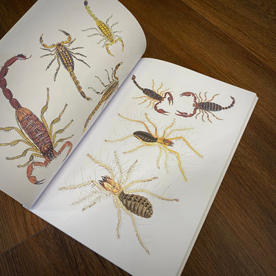 Tattoo Flash Collective Books Spiders and Scorpions