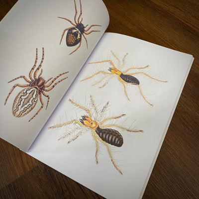 Tattoo Flash Collective Books Spiders and Scorpions