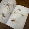 Tattoo Flash Collective Books Spiders and Scorpions