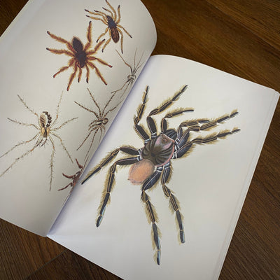 Tattoo Flash Collective Books Spiders and Scorpions