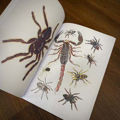 Tattoo Flash Collective Books Spiders and Scorpions