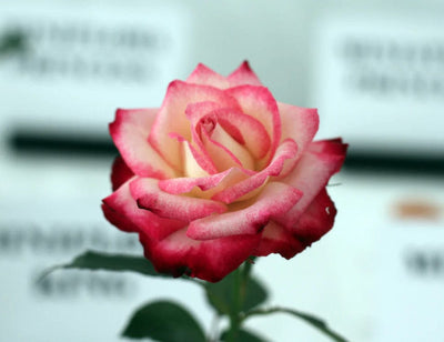 Tattoo Flash Collective Books The Ultimate Rose Book