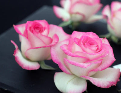 Tattoo Flash Collective Books The Ultimate Rose Book