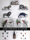 Tattoo Flash Collective digital books 2000 Variants in Nature